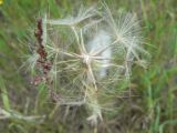 Tragopogon orientalis