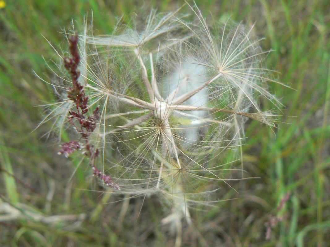 Image of Tragopogon orientalis specimen.