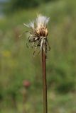 Scorzonera humilis. Верхушка побега с соплодием. Ленинградская обл., Волосовский р-н, окр. дер. Донцо, замшелый суходольный злаково-разнотравный луг на карбонатной почве. 22.06.2024.