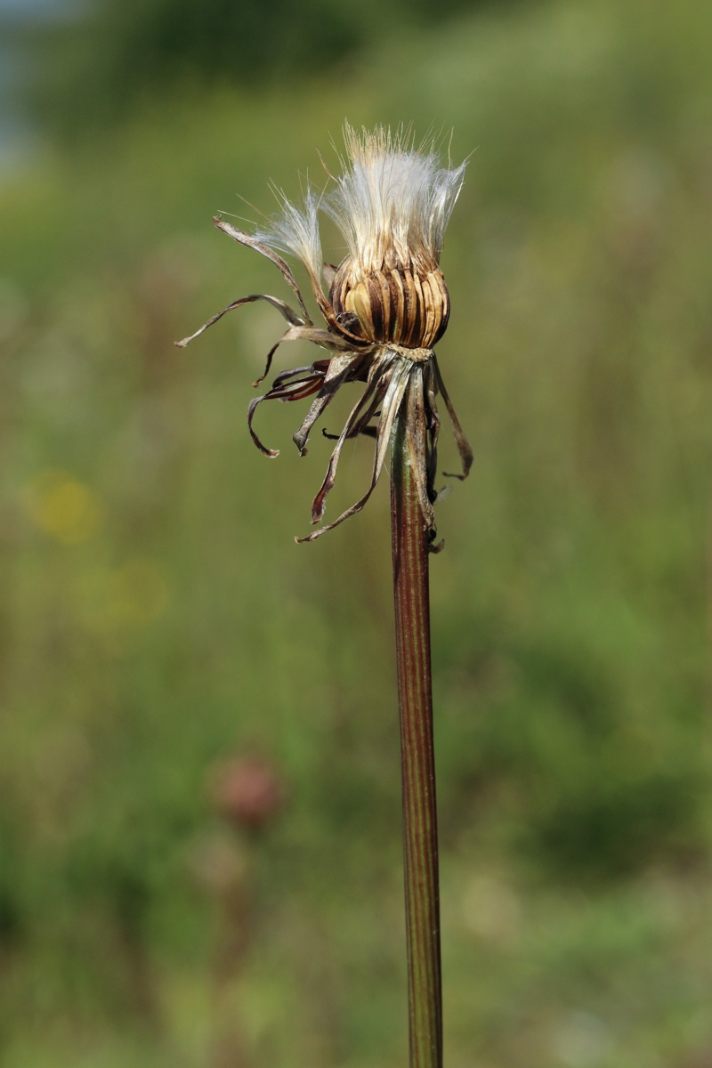 Изображение особи Scorzonera humilis.