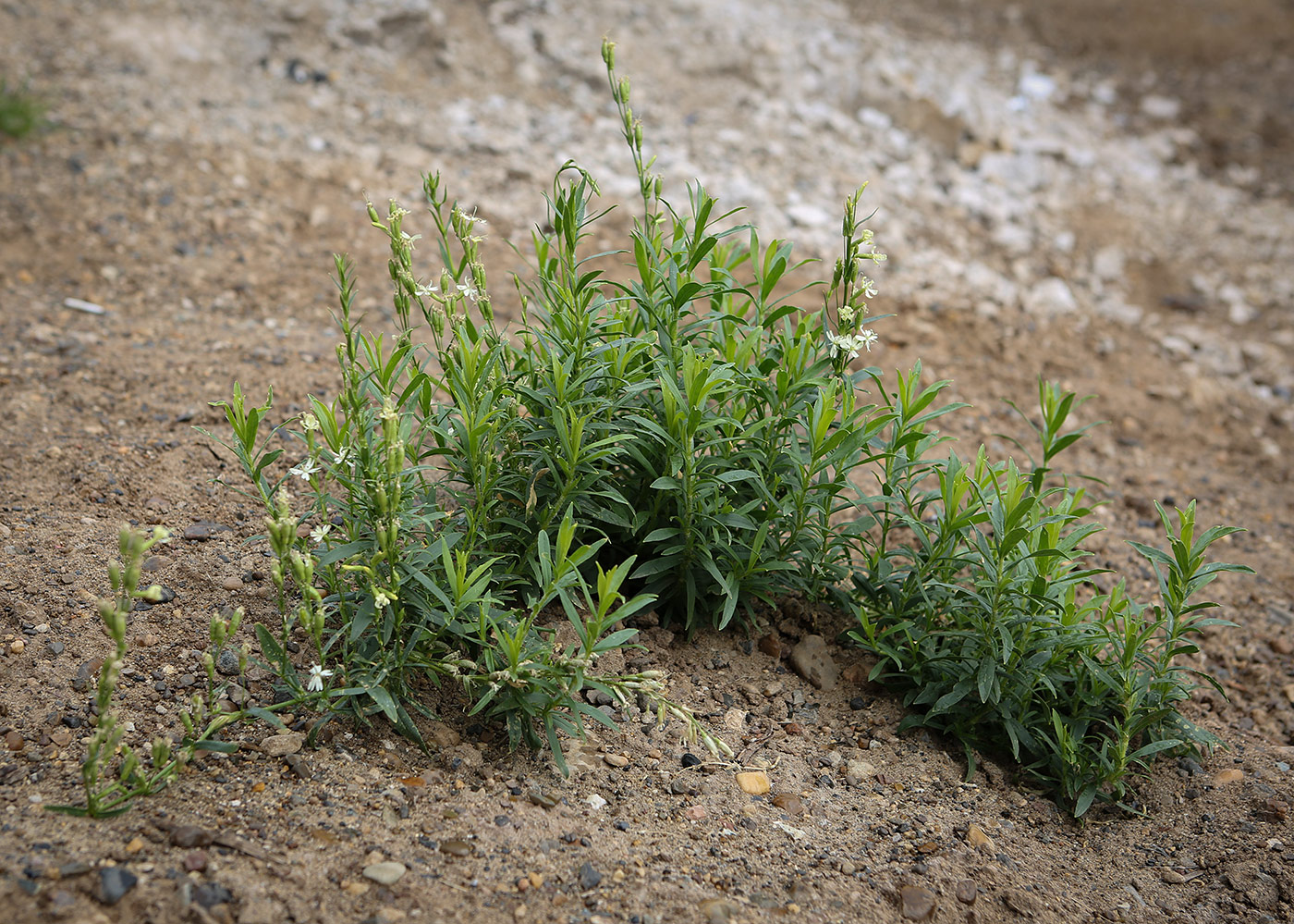 Image of Silene tatarica specimen.