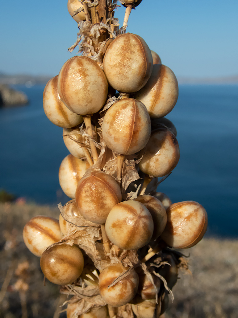 Изображение особи Asphodeline lutea.