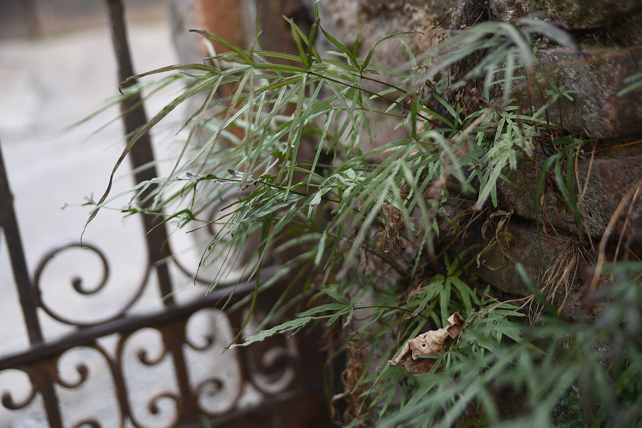 Image of Pteris multifida specimen.