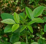 Psoralea подвид pontica