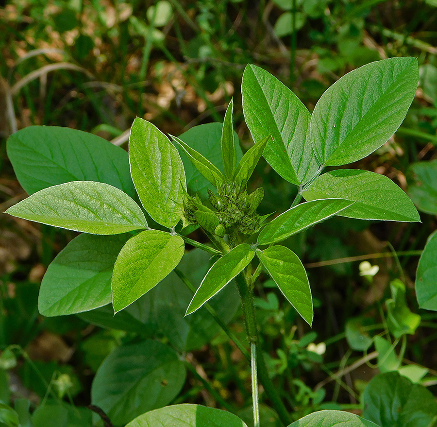 Image of Psoralea bituminosa ssp. pontica specimen.