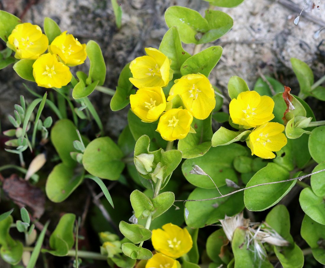 Image of Lysimachia nummularia specimen.