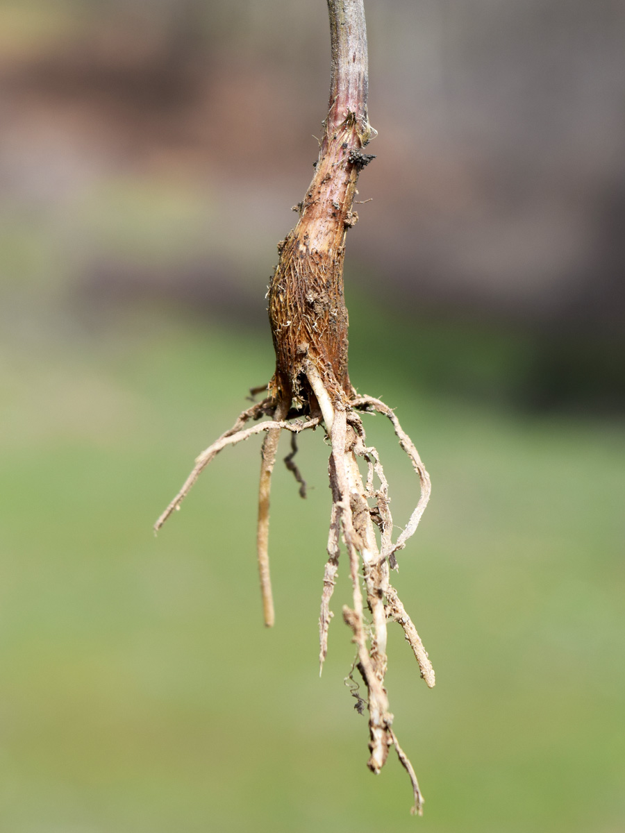 Image of Allium filidens ssp. ugami specimen.