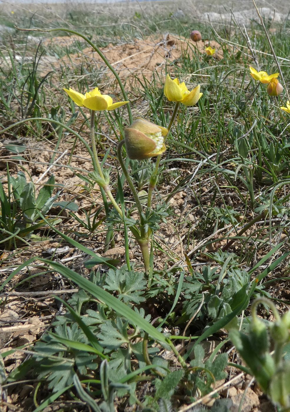 Image of Anemone gortschakowii specimen.