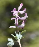 Image of taxon representative. Author is Роланд Цандекидис