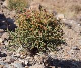 View full-size image genus Anabasis