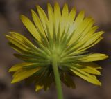 Doronicum orientale