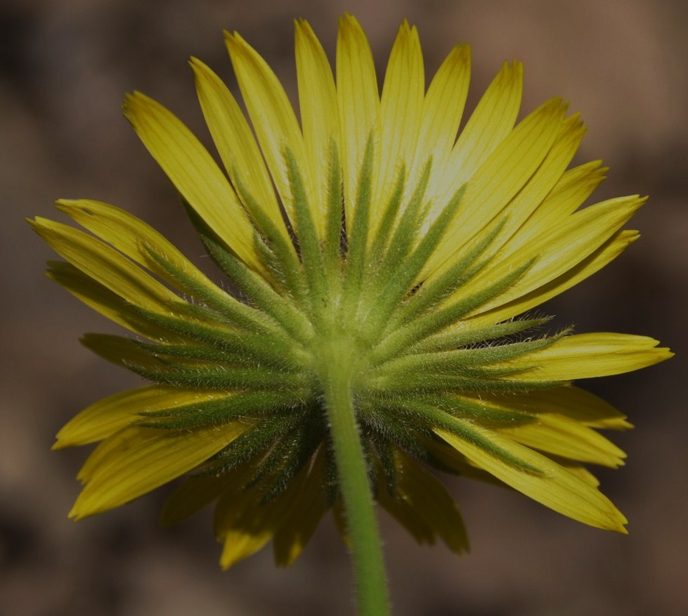 Image of Doronicum orientale specimen.