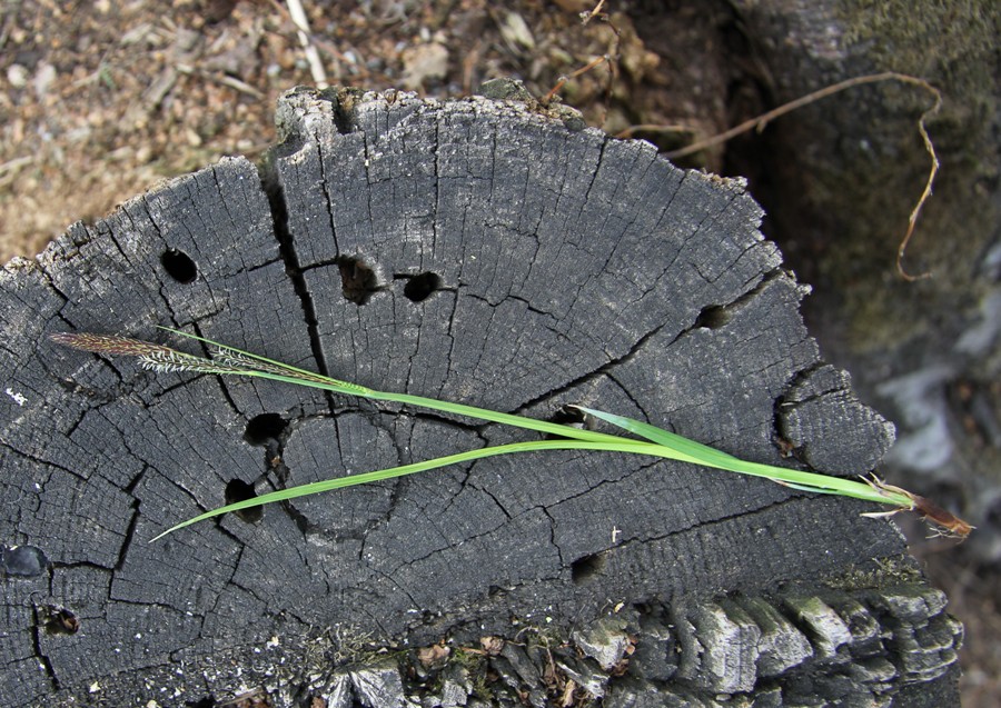 Image of Carex nigra specimen.