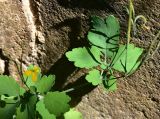 View full-size image Chelidonium majus