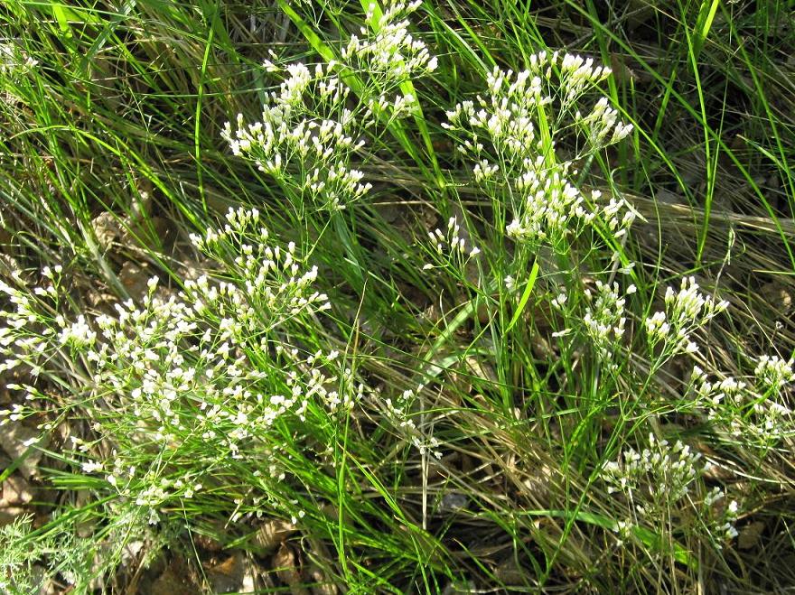 Image of Eremogone longifolia specimen.