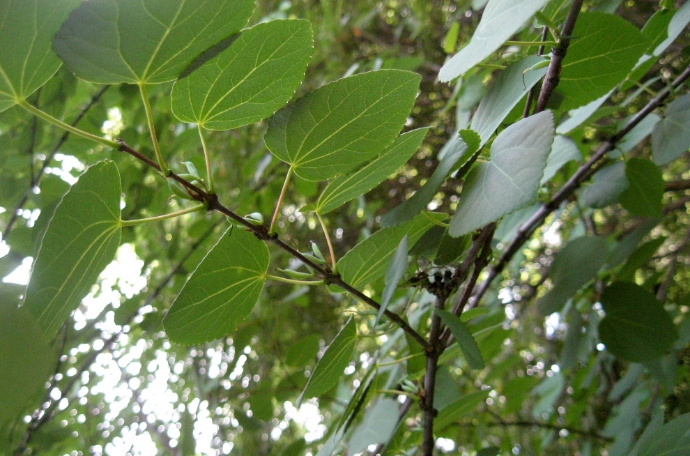 Image of Cercidiphyllum japonicum specimen.