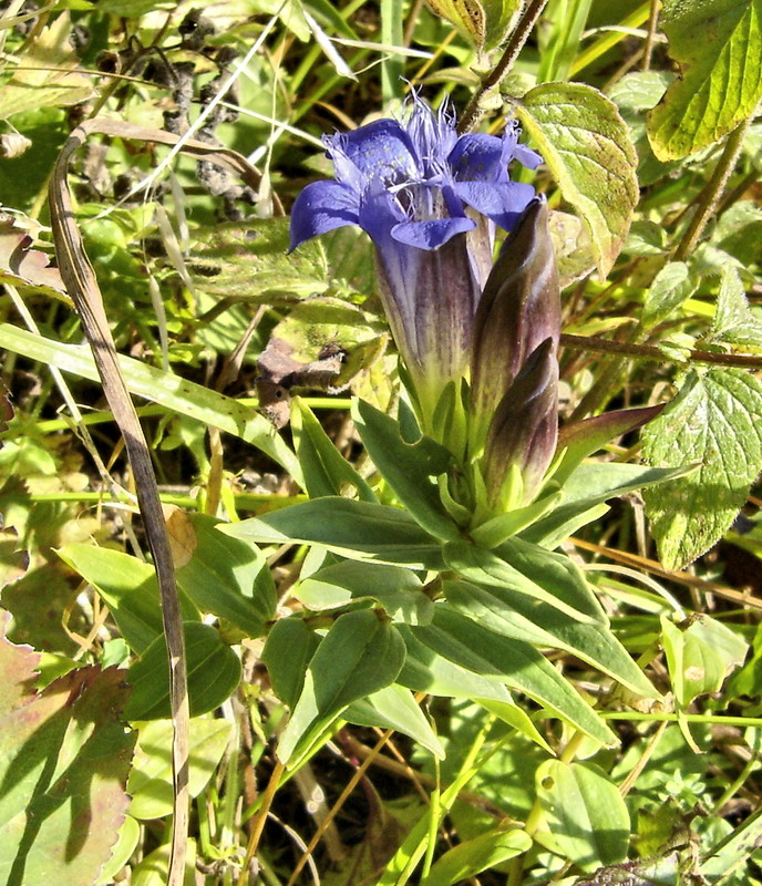 Image of Gentiana septemfida specimen.