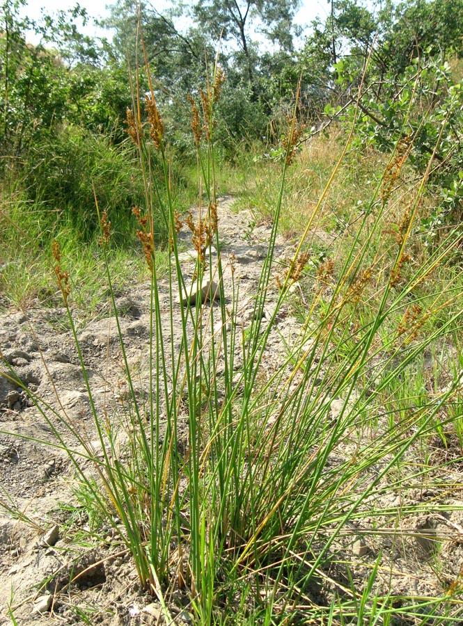 Изображение особи Juncus inflexus.