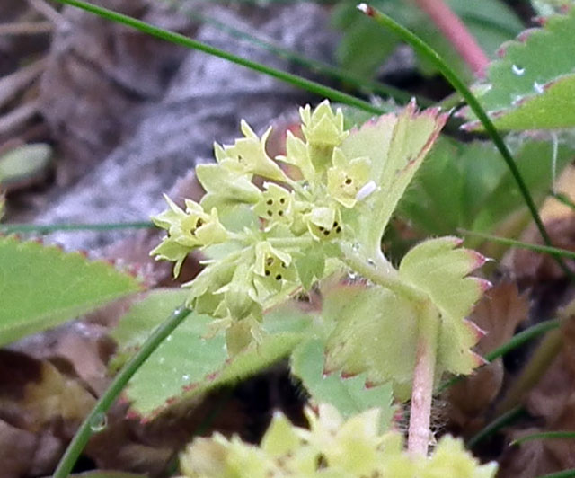 Изображение особи род Alchemilla.