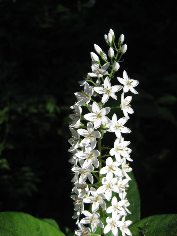 Image of Lysimachia clethroides specimen.