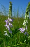 Galega officinalis. Часть побега с соцветиями. Ростовская обл., дельта Дона, Задонье, окр. хутора Петровский, луг. 23 июня 2011 г.