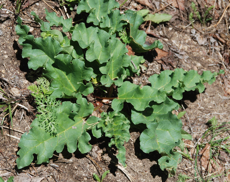 Image of Rheum rhabarbarum specimen.