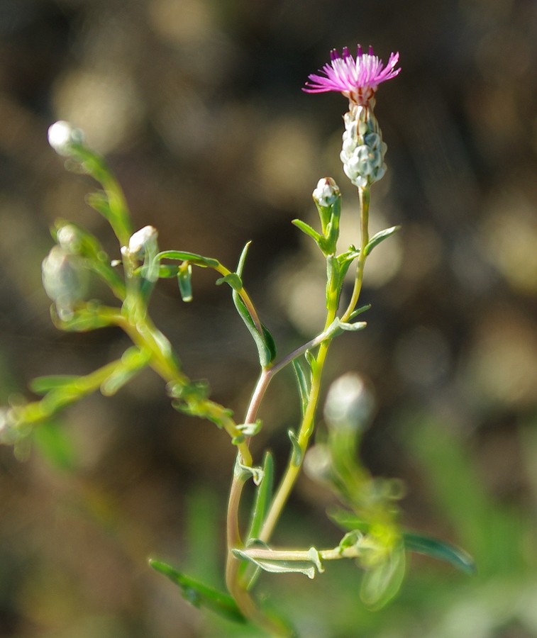 Image of Hyalea pulchella specimen.