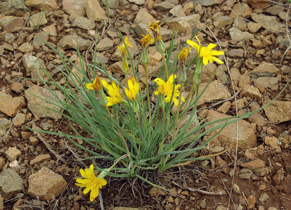 Image of Scorzonera austriaca specimen.