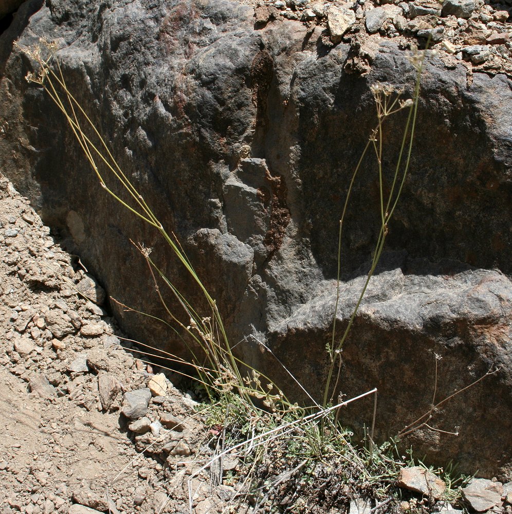 Image of Semenovia furcata specimen.