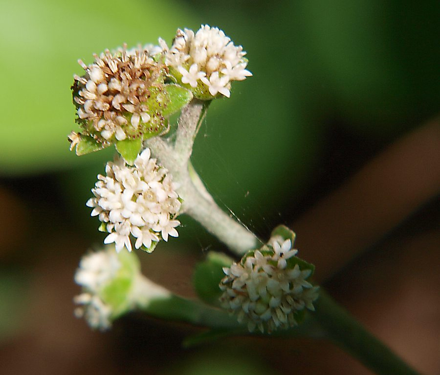 Изображение особи Adenocaulon adhaerescens.