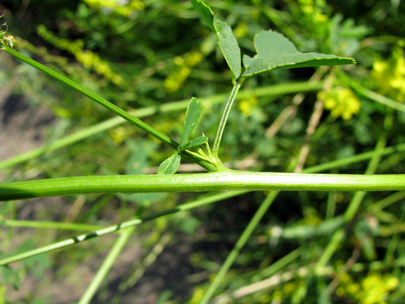 Image of Melilotus officinalis specimen.