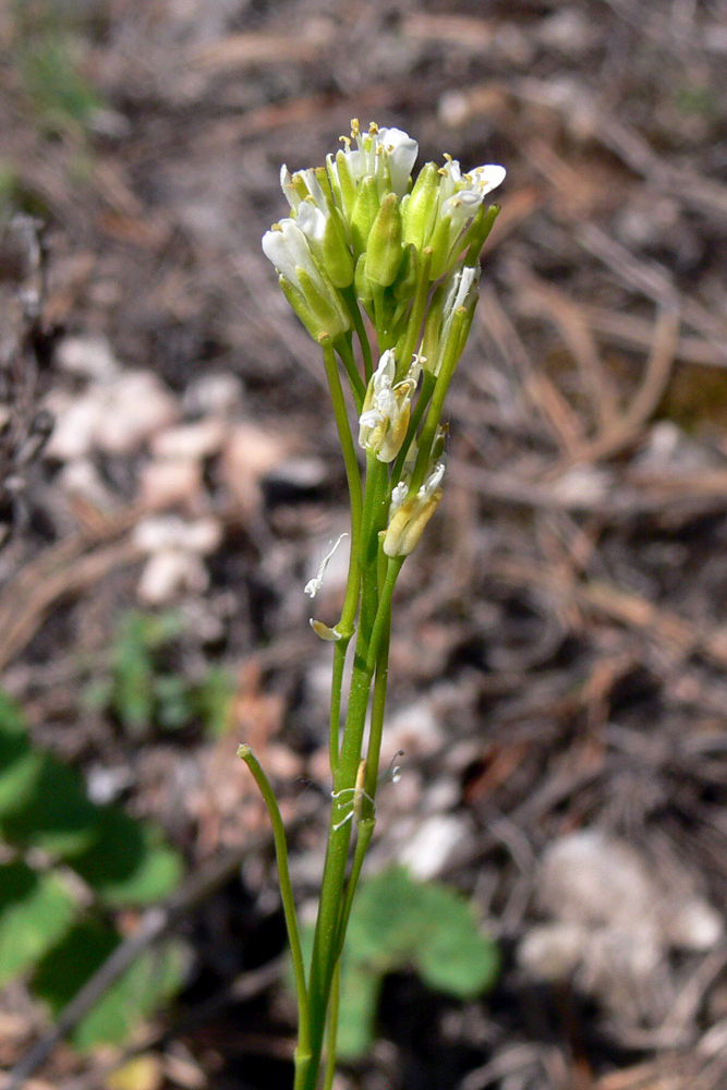 Image of Arabis borealis specimen.