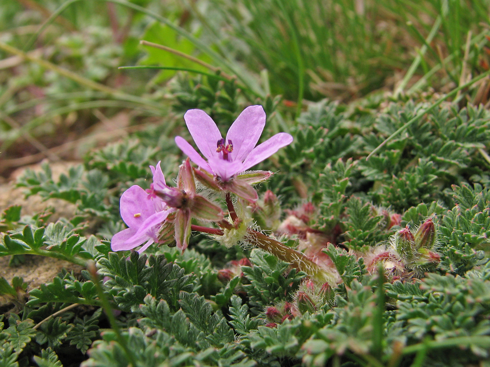 Image of Erodium cicutarium specimen.