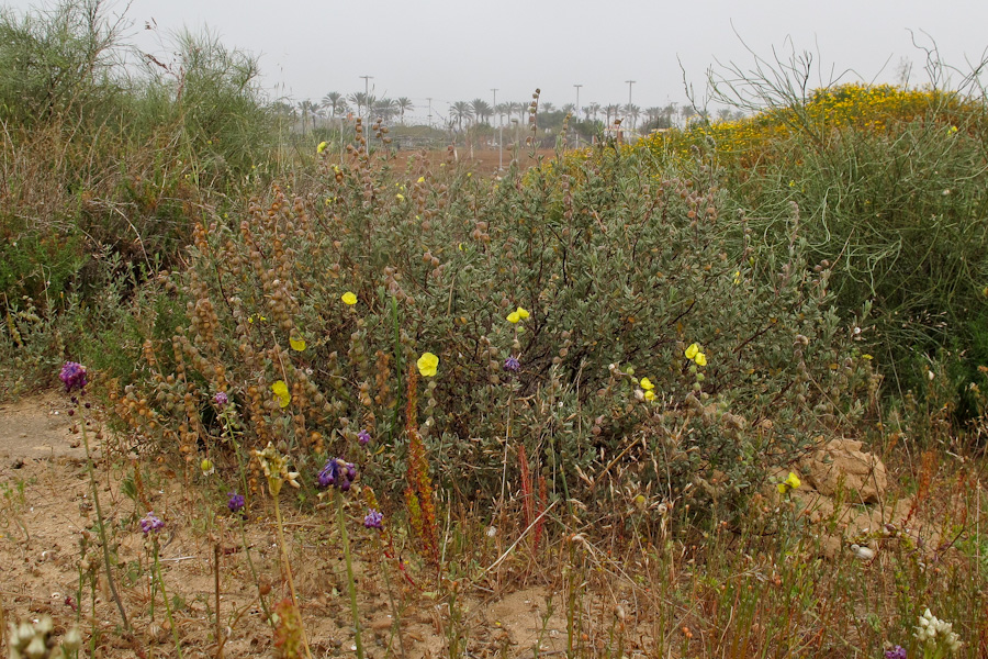 Image of Helianthemum stipulatum specimen.