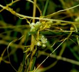 Смотреть изображение Cuscuta cesatiana