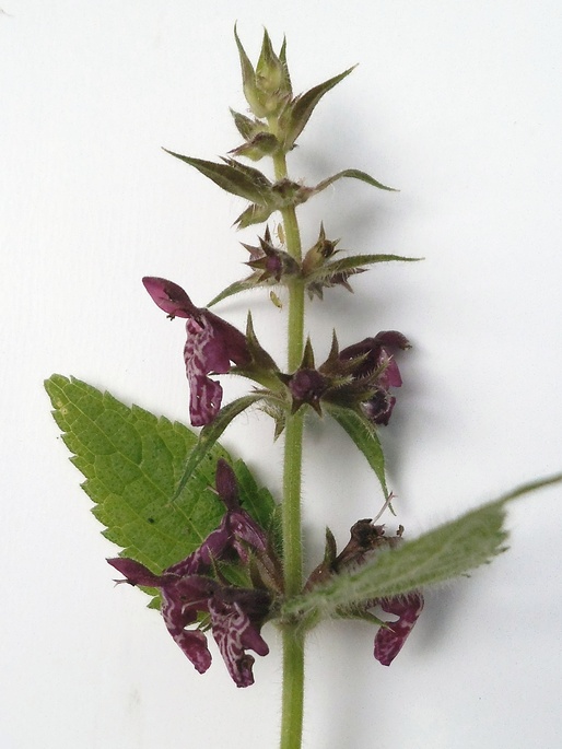 Image of Stachys sylvatica specimen.