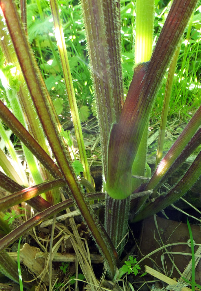 Image of genus Heracleum specimen.