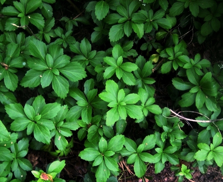 Image of Pachysandra terminalis specimen.