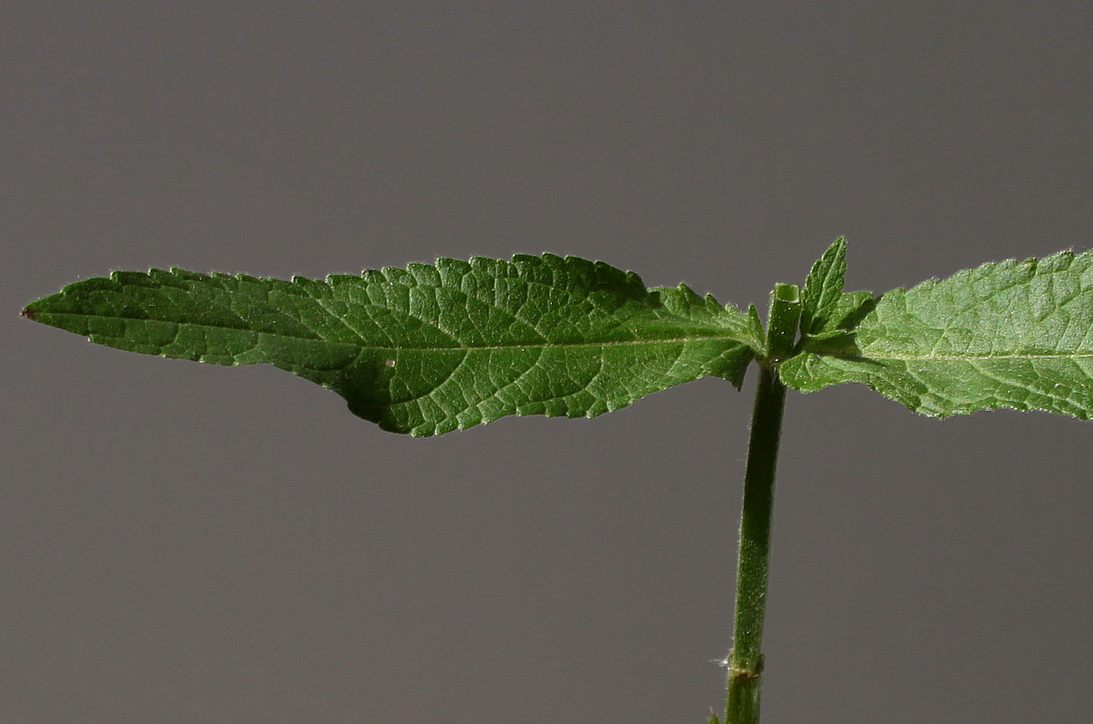 Изображение особи Stachys palustris.