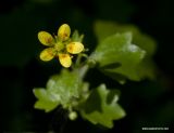 Saxifraga cymbalaria