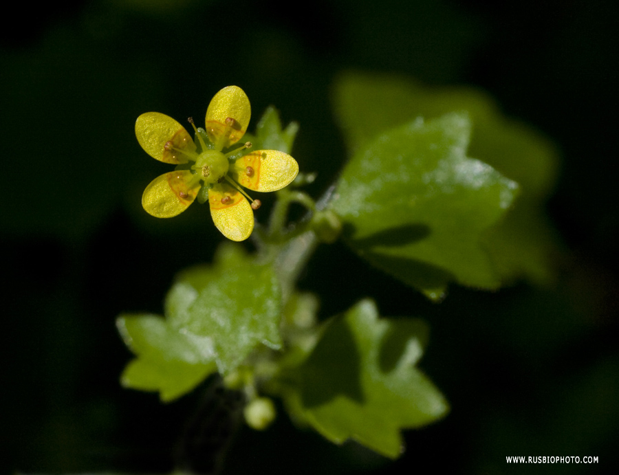 Image of Saxifraga cymbalaria specimen.