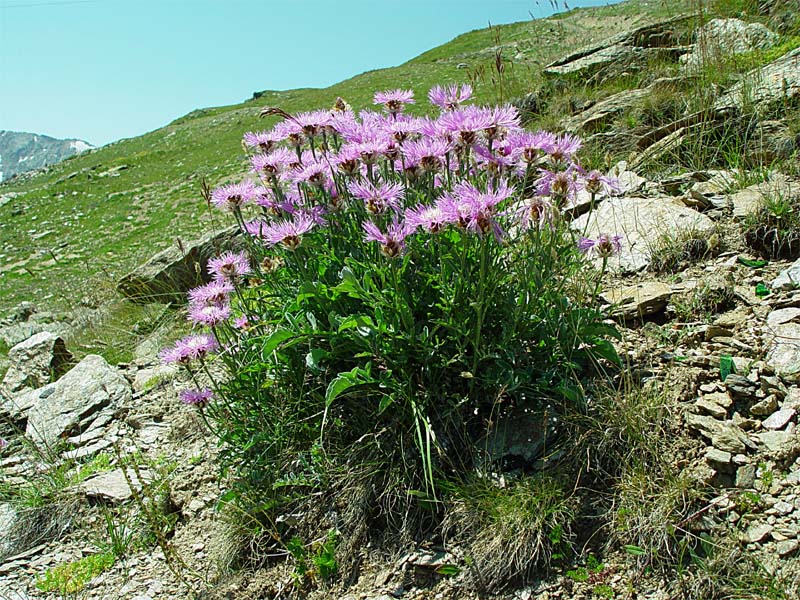 Лечебные травы северного кавказа фото и названия