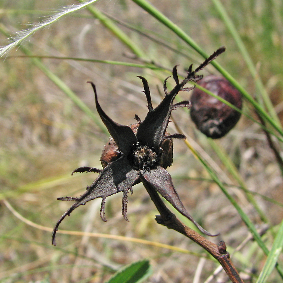 Image of Rosa balsamica specimen.