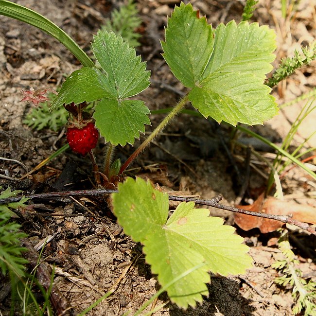 Изображение особи Fragaria vesca.