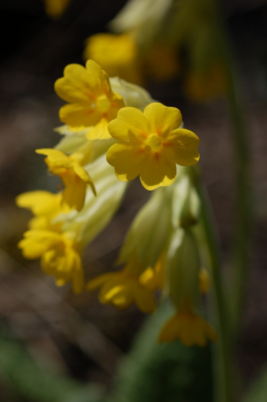 Image of Primula macrocalyx specimen.