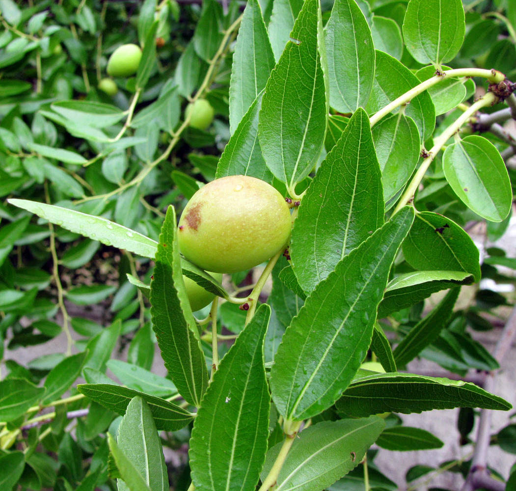 Image of Ziziphus jujuba specimen.