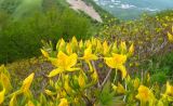 Rhododendron luteum