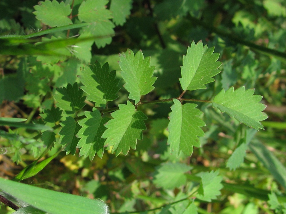 Image of Poterium sanguisorba specimen.