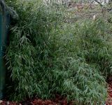 род Phyllostachys