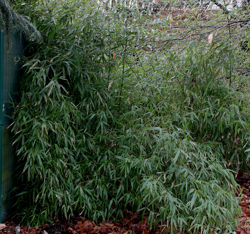 Изображение особи род Phyllostachys.